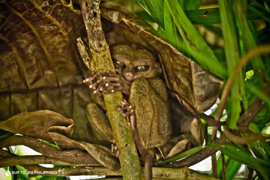 Fox & The Firefly Cottages Loboc Extérieur photo